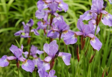 ~The Lovely Iris~ - purple, iris, petals, flowers, spring, green leaves, nature