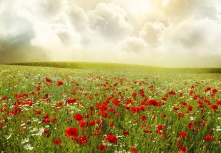 poppy meadow - evening, clouds, field, meadow, sunset, poppies, garden