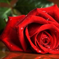 * Wet red rose *