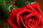 * Wet red rose *