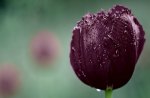 * Wet purple tulip *