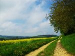 through the summer field