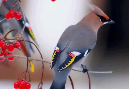 Colorful Bird - picture, branch, colorful, red berries, bird