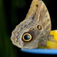 Eye spots butterfly