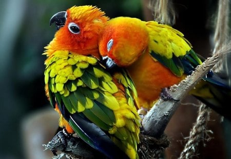 Red face parrot - animals, colors, birds, parrot