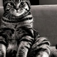 The meditative cat