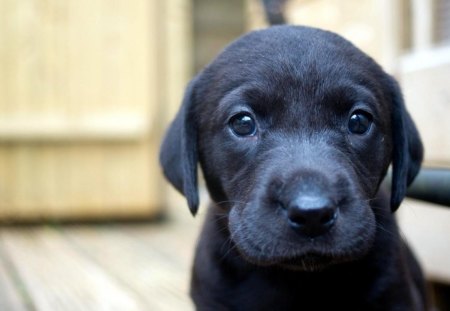 Puppy look - black, pet, cute, dog, adorable, puppy, Labrador