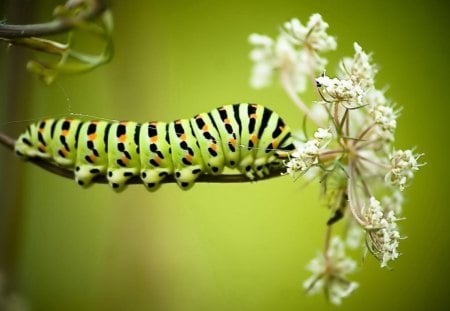 Green caterpillar - flower, caterpillar, animals, green