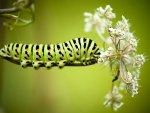 Green caterpillar