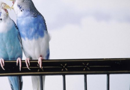 Parakeets love - animals, cute, love, birds, blue