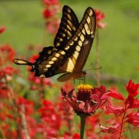 Butterfly on Flower