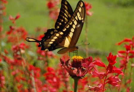 Butterfly on Flower - flowers, butterfly, picture, colorful