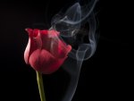 Rose in smoke