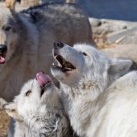 Pack of Arctic Wolves