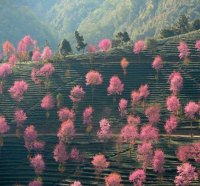 Pink trees-field