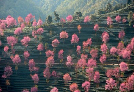 Pink trees-field - green nature, trees, nature, field, forest, pink