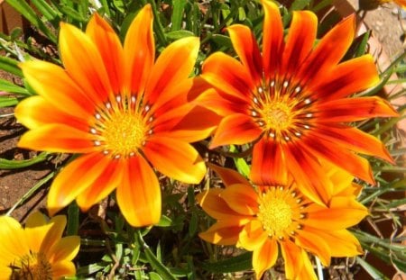 Colorful Flowers - nature, yellow, green leaves, colorful flowers, orange lovely