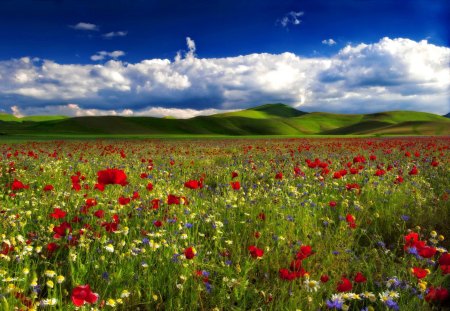 Field of flowers - nice, sky, fresh, freshness, lovelym, field, lovely, spring, nature, pretty, clouds, beautiful, delight, flowers, daisies, poppies