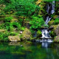 Forest waterfall