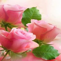 Pink Roses