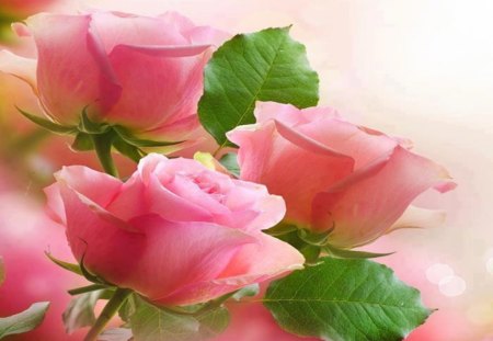 Pink Roses - nice, petal, green leaves, pink roses