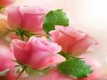 Pink Roses