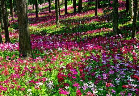 Flowers in the forest - nature, trees, forest, colors, flowers