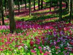 Flowers in the forest