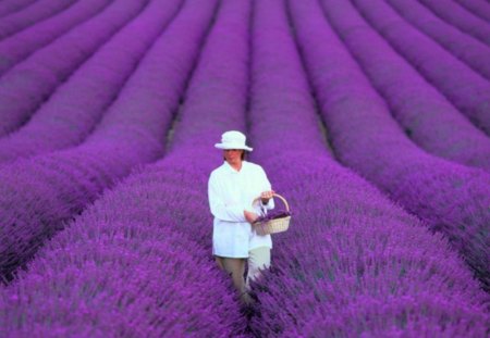 Beautiful lavender field - hat, basket, shirt, purple, woman, beautiful lavender field, walk, pants