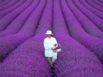 Beautiful lavender field