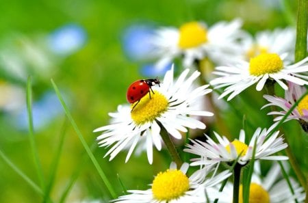 Spring mood - nice, greenery, field, meadow, lovely, spring, nature, ladybird, pretty, beautiful, mood, green, flowers, daisies, grass