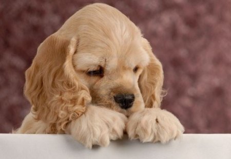 now I lay me down to sleep - cute, dog, adorable, pup