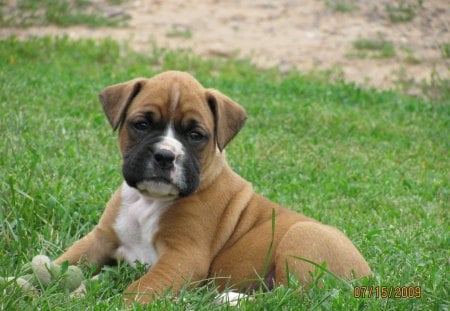 boxer taking a break - boxer, cute, a, puppy