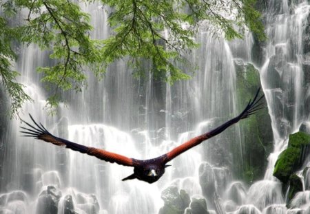 Beautiful waterfalls & Eagle