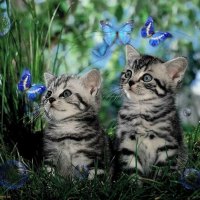 2 kitties looking at butterflys