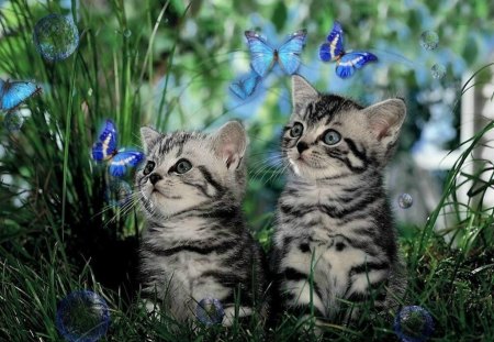 2 kitties looking at butterflys - cute, cats, kittens, sweet