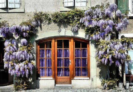 Wisteria - flowers, house, architecture, purple wisteria