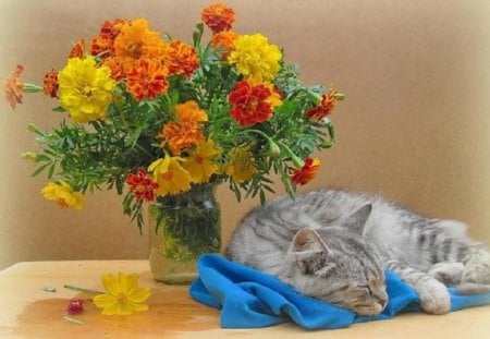 sweet dreams - still life, cat, animals, kitty