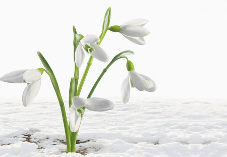 *** Beautiful white snowdrops *** - white, nature, beautiful, flowers, drops