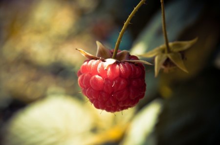 raspberry macro - sweet, raspberry, macro, red