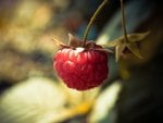 raspberry macro