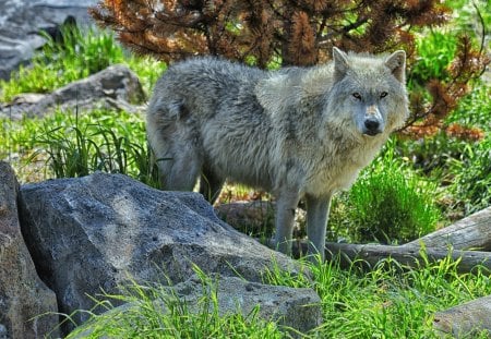 A wolf - wolfrunning, majestic, wolf, canine, snow, dog, pack, mythical, the pack, wisdom beautiful, grey wolf, wild animal black, timber, canis lupus, abstract, winter, spirit, friendship, wolf pack, quotes, howl, howling, wolves, black, grey, white, nature, lobo, lone wolf, arctic, solitude, wallpaper