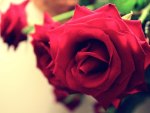 rose❥●••٠٠··