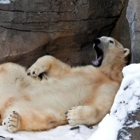 lazy bear