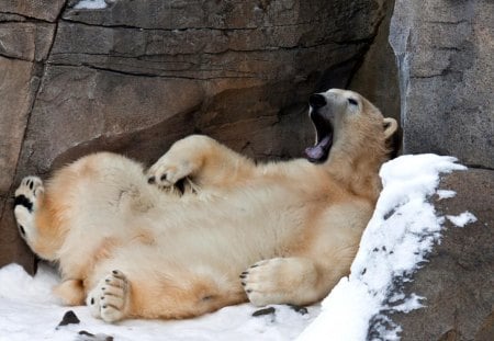 lazy bear - winter, polar bear bear cub, snow, food, love, desktop, bear, fantasy, animal, animal Black, Brown bear, grizzly, fish, art, wallpaper