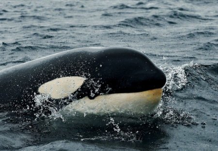 killer_whale