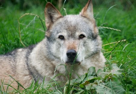 wolf - wolfrunning, majestic, wolf, canine, snow, dog, pack, mythical, the pack, wisdom beautiful, grey wolf, wild animal black, timber, canis lupus, abstract, winter, spirit, friendship, wolf pack, quotes, howl, howling, wolves, black, grey, white, nature, lobo, lone wolf, arctic, solitude, wallpaper