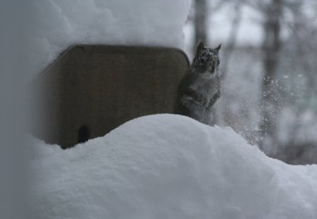 Red Squirrel Snow Bath - nature, red squirrel, winter, bbq, bath in snow