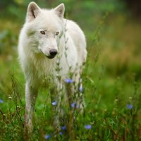 arctic wolf