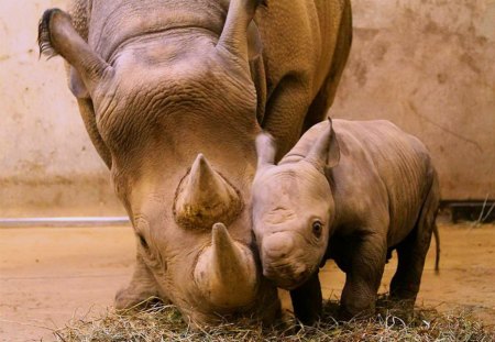 Little calf - brown, calf, mother, rhino, love